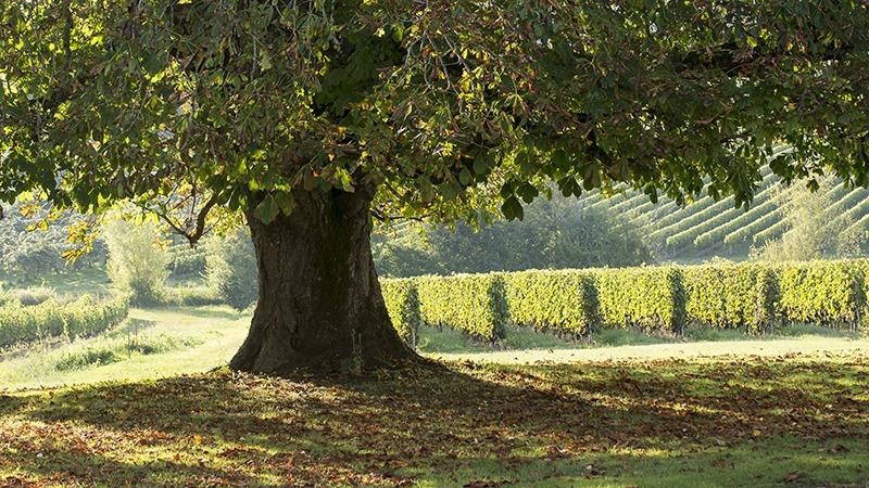 An old oak tree beside the vineyards