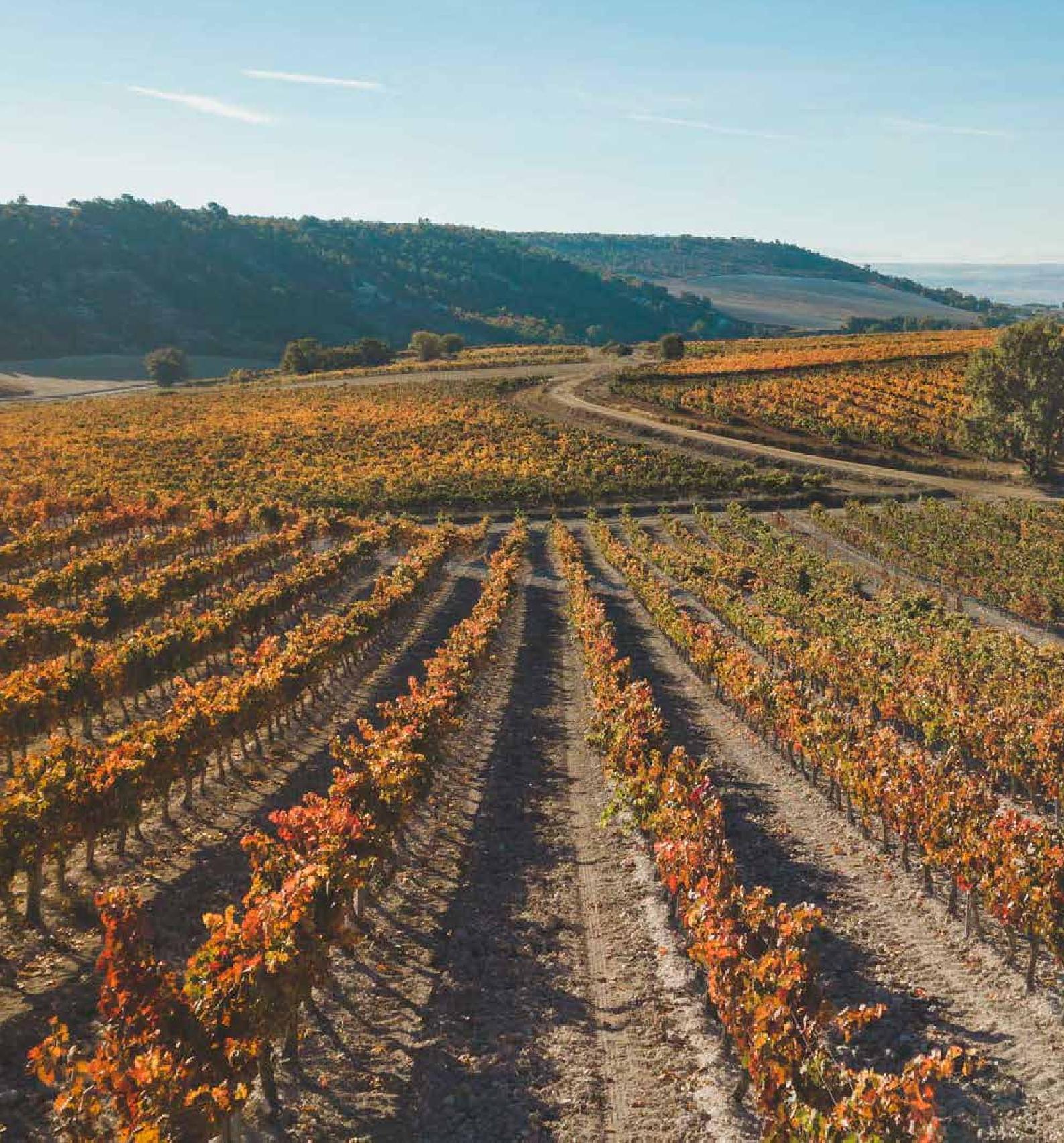 Vineyard rows in autumn