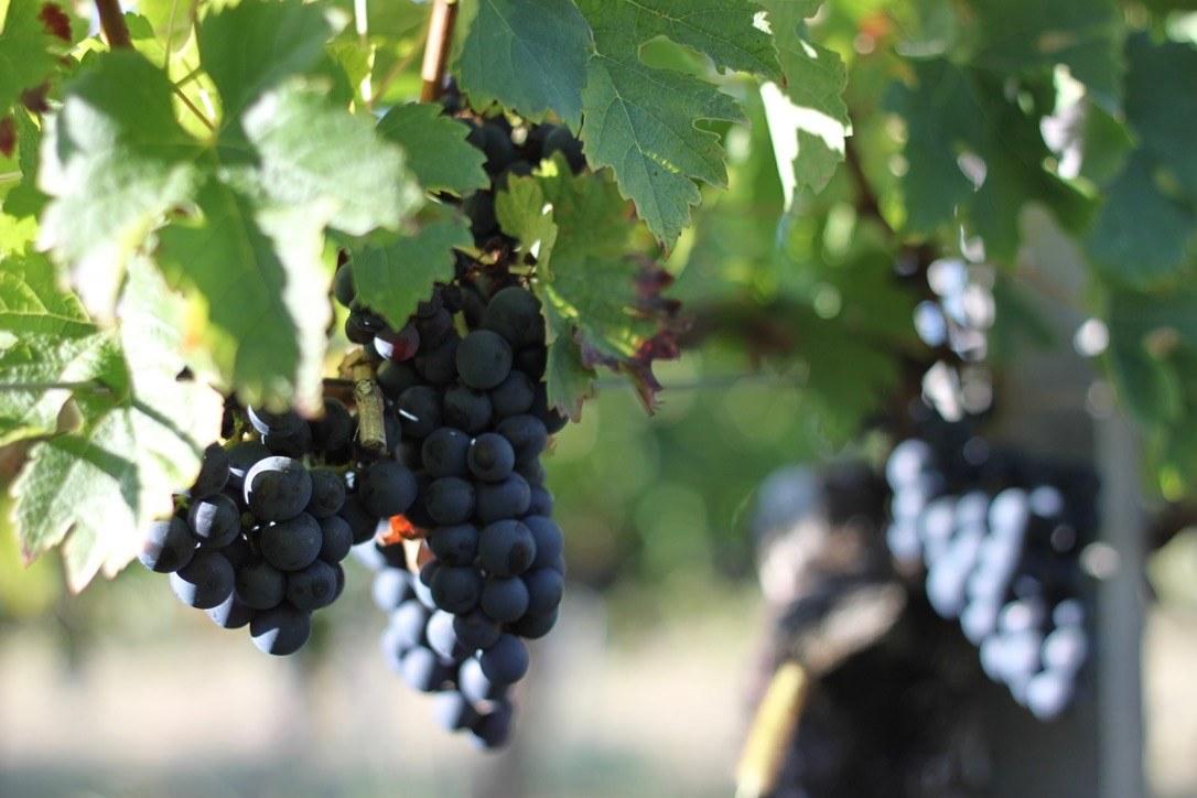 Ripe grapes on the vine