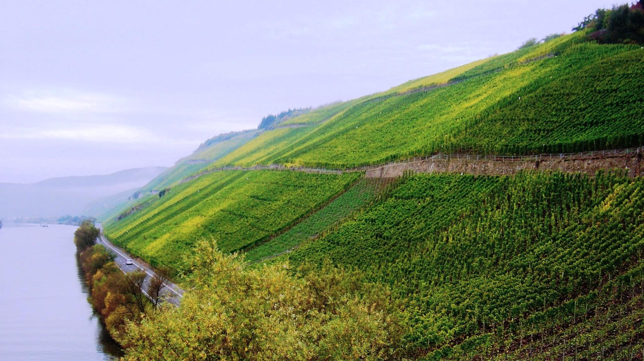 Weingut Max Ferd. Richter