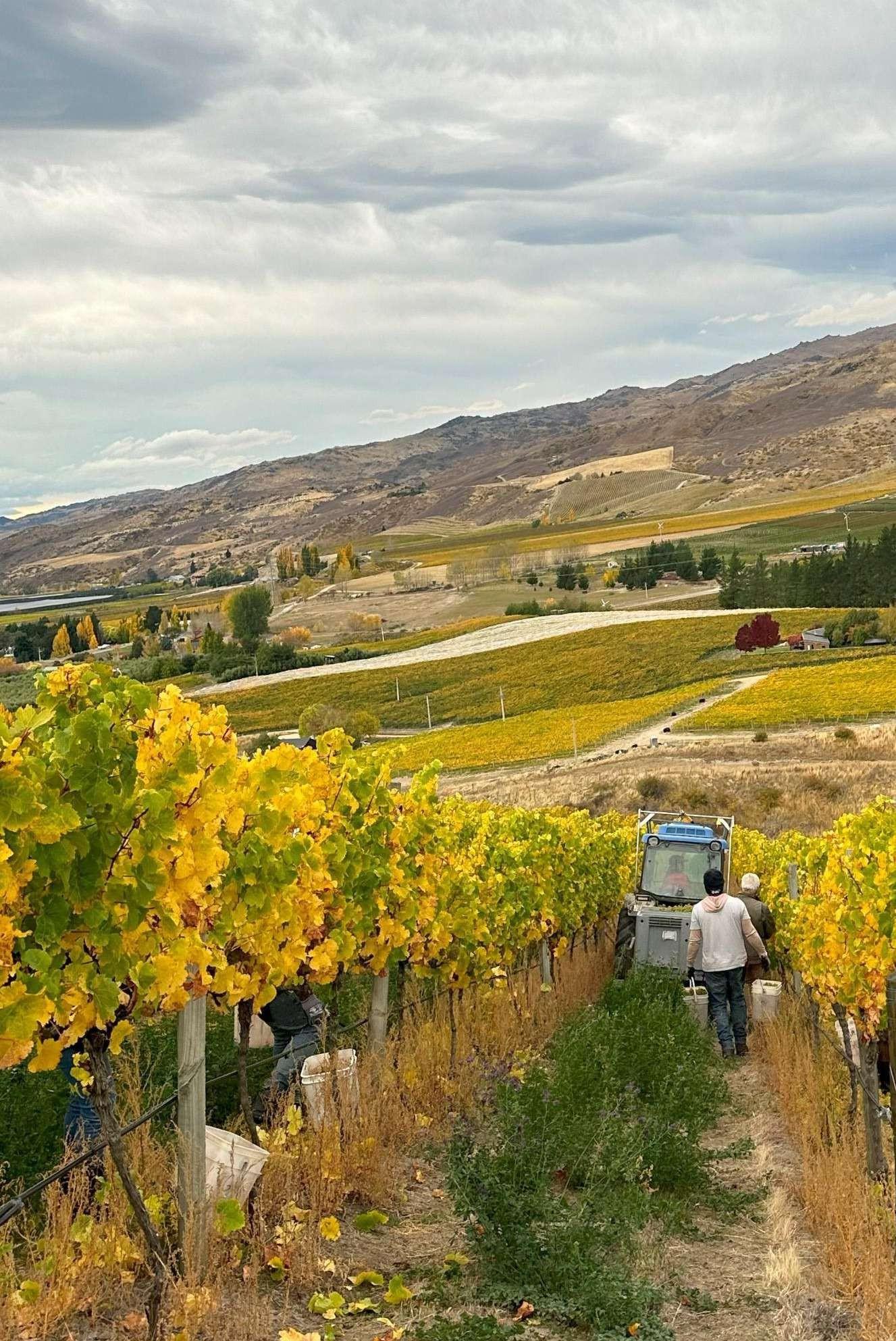 Harvest among autumn vines